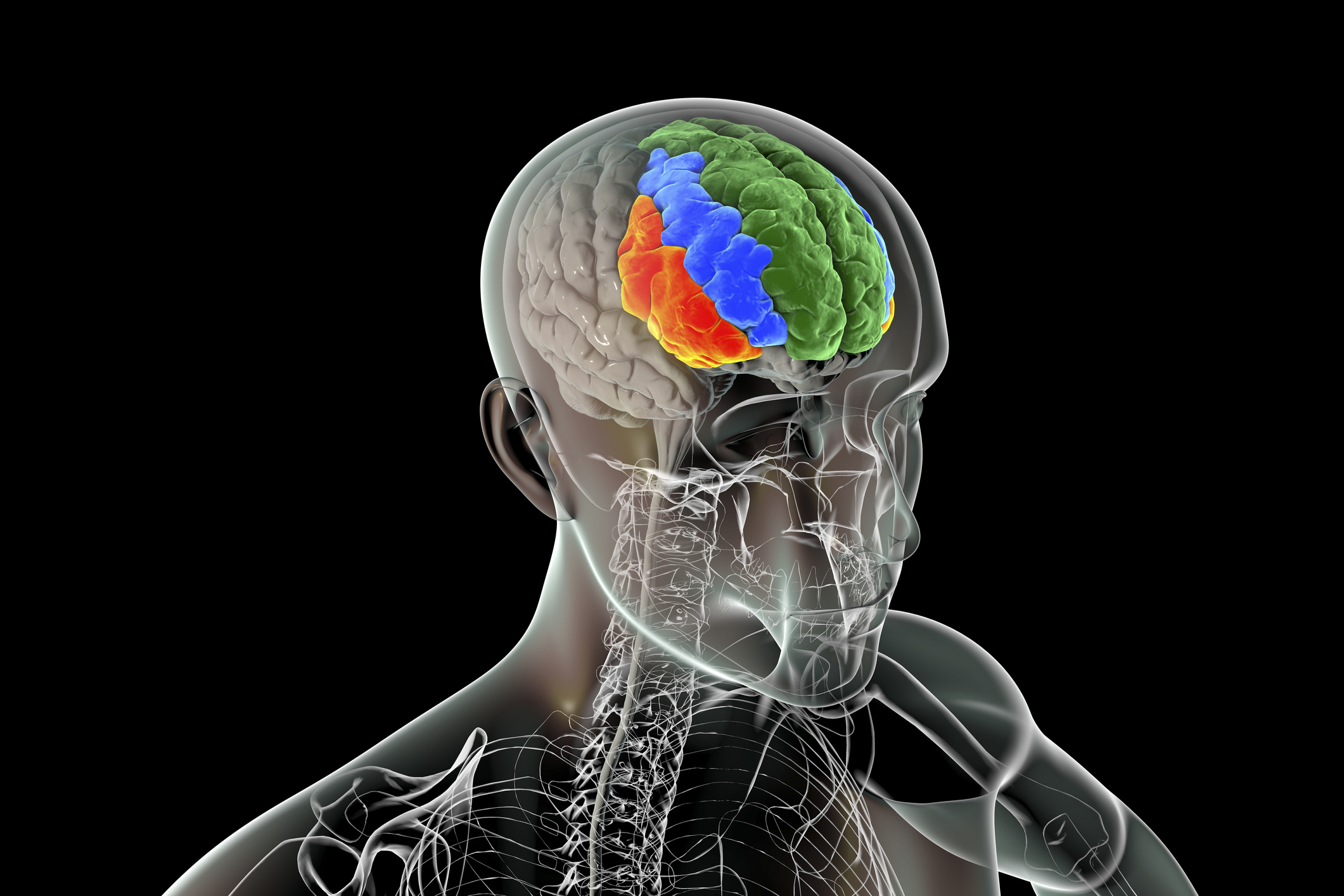 3d illustration of human brain in the body with the prefrontal cortex highlighted frontal gyri, superior (green), middle (blue), and inferior (orange)